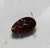 Olibrus sp.